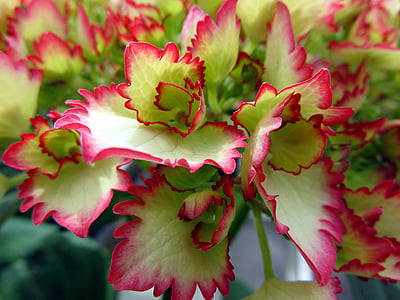 green and red leafed plant thumbnail