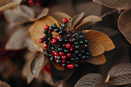 Shallow Focus Photography of Red and Black Berries thumbnail