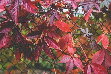 Red autumn leaves III thumbnail