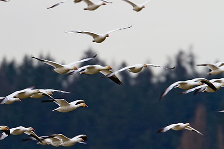 birds flying in the sky during daytime thumbnail