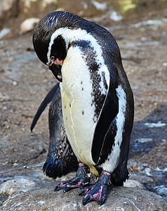 white and black penguin thumbnail