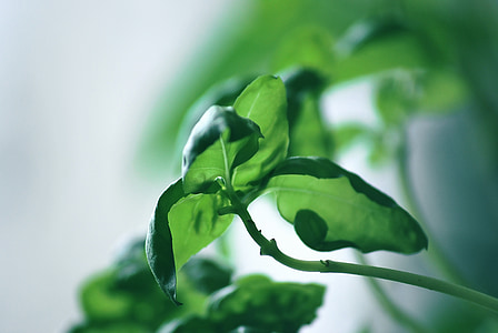 green leafed plant thumbnail