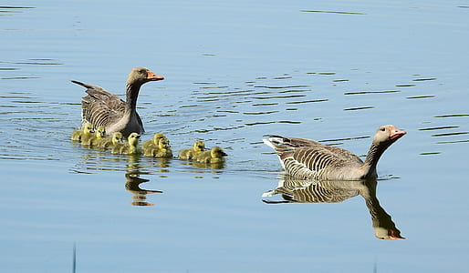 two duck and ducklings on body of water thumbnail