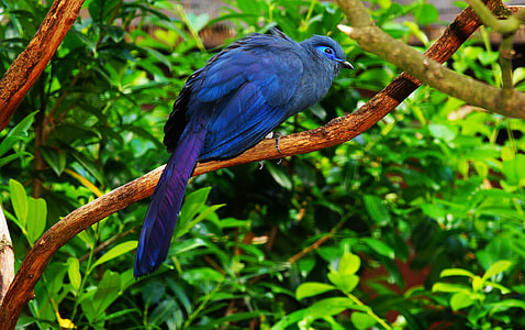 photo of blue feathered bird on tree brunch thumbnail