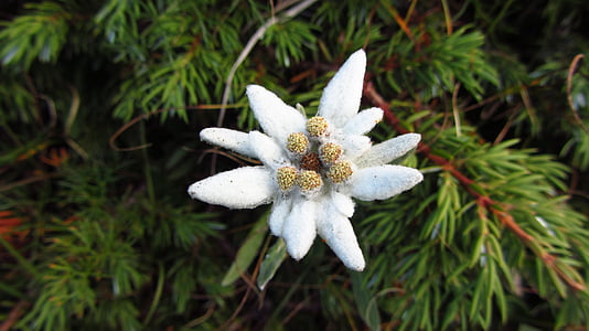 close-up photo of white edelweiss flower thumbnail