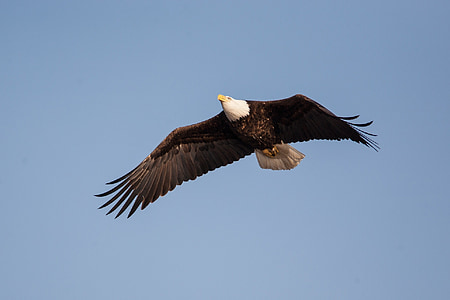 bald eagle in flight thumbnail