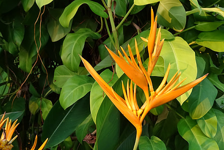 Flower, Heliconia thumbnail