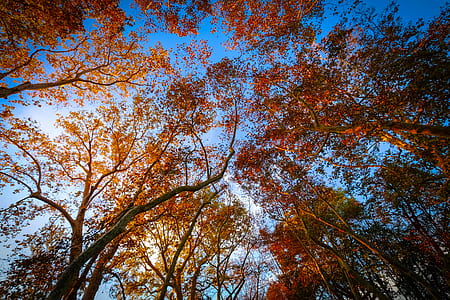 Worms Eye-view of Trees Under the Blue Sky thumbnail