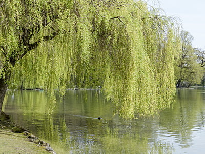 green tree thumbnail