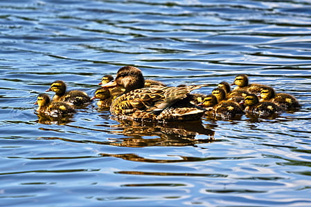 group of duck and ducklings dipped on water thumbnail