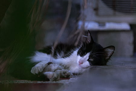 Close-Up Photography of Sleeping Cat thumbnail