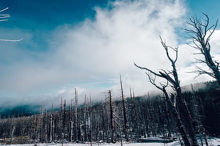 brown bare tree lot under cloudy sky thumbnail