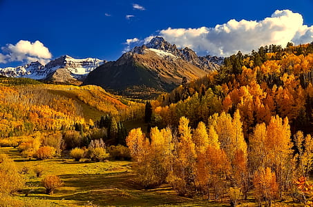 yellow trees and mountains at daytime thumbnail
