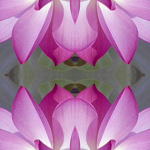 purple petal flower illustration thumbnail