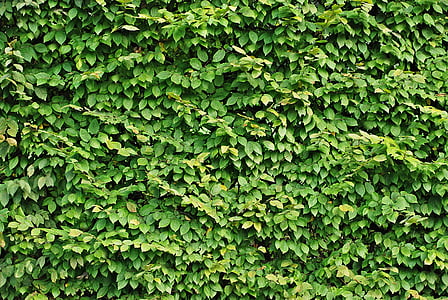 green leafed plant thumbnail