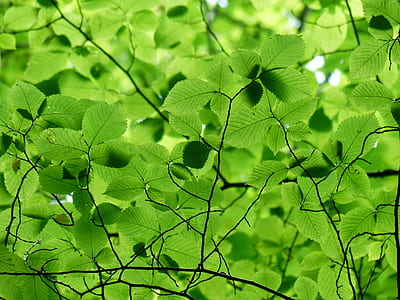 Close Up Photo of Green Leaves thumbnail