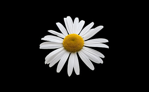 white lily thumbnail
