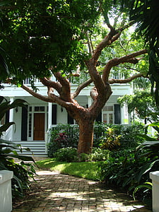 green leaf trees infront of white wooden house thumbnail