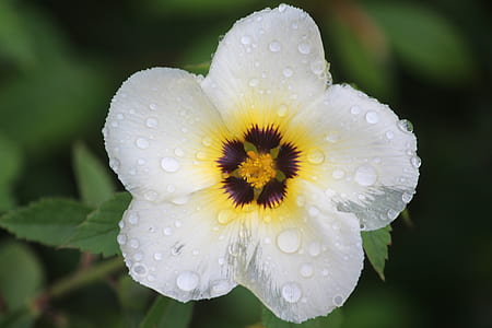 Bokeh Photo of White Flower thumbnail