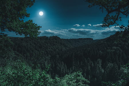 aerial photography of forest during nighttime thumbnail