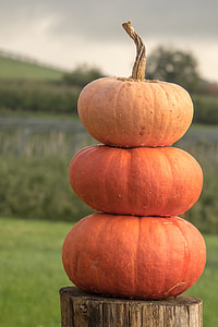 pumpkins on brown wooden post thumbnail