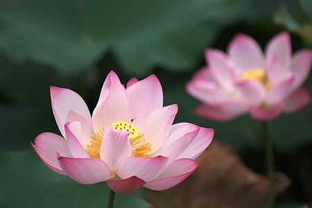 selective focus photography of pink and yellow petaled flower in bloom thumbnail