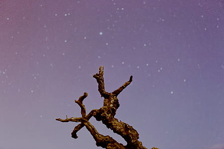 brown branch thumbnail