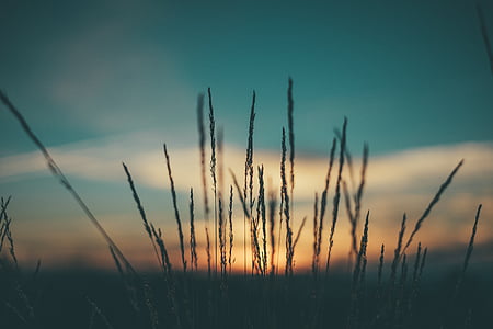 silhoutte photography of grass during golden hour thumbnail