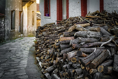 street, trees, pavement, tree trunks thumbnail