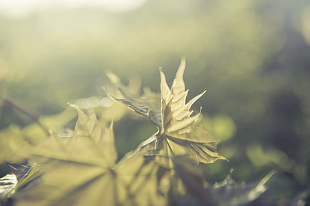focus photo of green leafed plant during daytime thumbnail