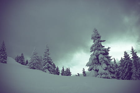 pine tree covered by snow thumbnail