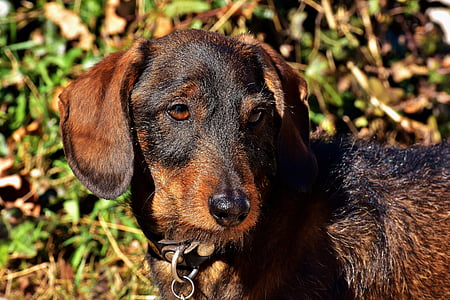 adult wirehiared black and tan dachshund thumbnail