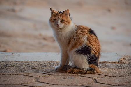 calico cat sitting on concrete pavement thumbnail