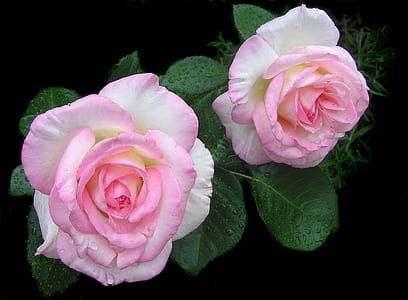 two white-and-pink rose flowers thumbnail