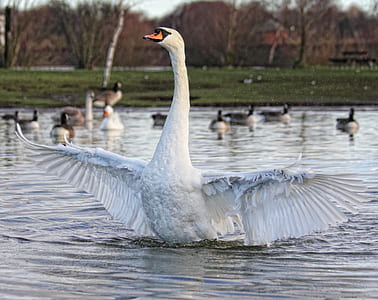 depth of field photography of white goose thumbnail