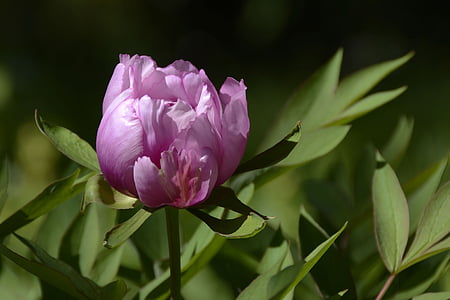 pink flower during nighttime thumbnail