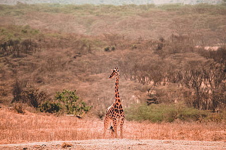 giraffe standing near trees during daytime thumbnail