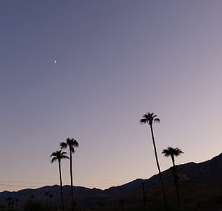 silhouette of coconut trees during golden hour thumbnail