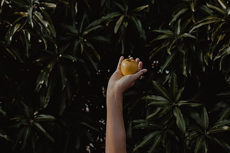 Person Holding Round Yellow Fruit thumbnail
