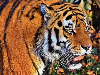 selective focus photography of orange tiger thumbnail