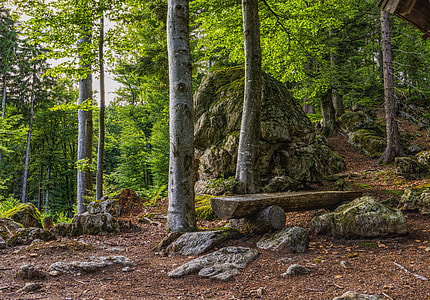 forest during daytime thumbnail