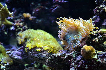 sea anemone under water thumbnail