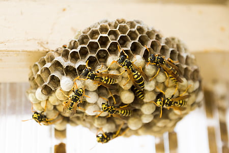 close up photography of bees and bee hive thumbnail