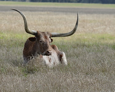 brown bull laying on grass thumbnail
