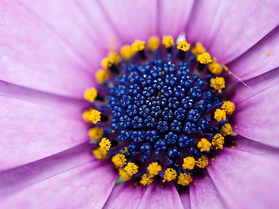 macro photography of flower's pollen thumbnail