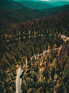 aerial photography of winding road between tall trees thumbnail