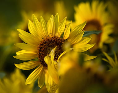 selective focus photography of bloomed yellow sunflower thumbnail