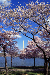 Washington Memorial thumbnail