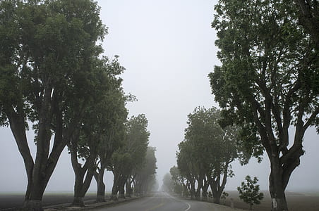 photo of concrete road near beside trees thumbnail