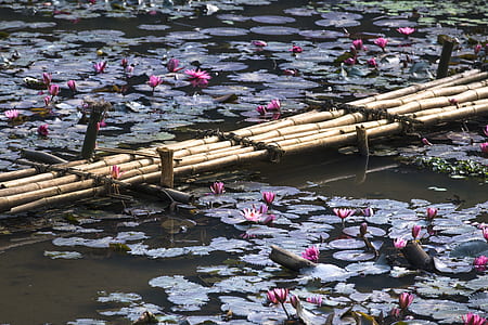 brown bamboo bridge over pond during daytime thumbnail
